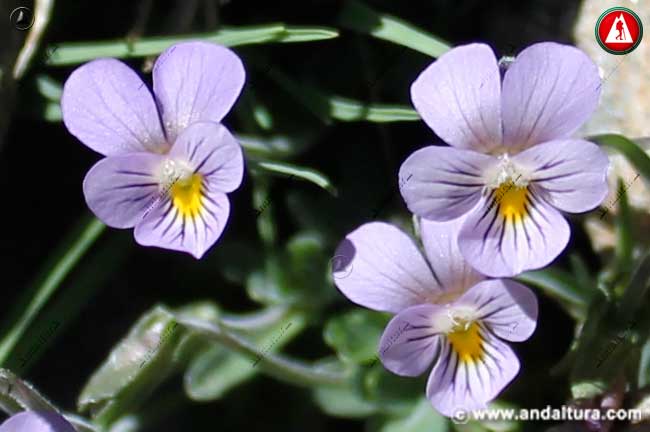 Trío de flores del Endemismo de Andalucía: Violeta de Sierra Nevada
