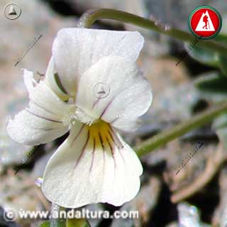 Detalle de flor comida de Violeta de Sierra Nevada