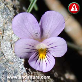Detalle de flor de Violeta de Sierra Nevada