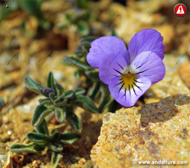 Flor y hojas de Violeta de Sierra Nevada - Viola crassiuscla blanca