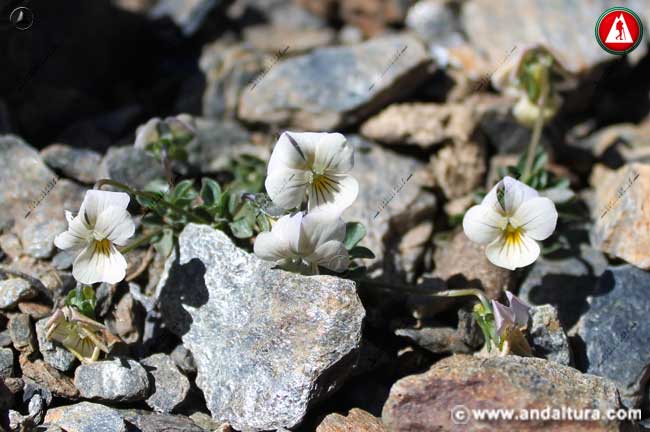 Violeta de Sierra Nevada - Viola crassiuscla blanca