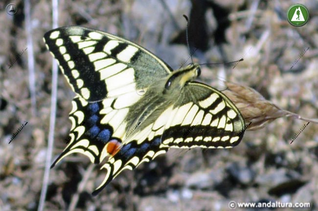 Vuelo de ejemplar de Macaón - Papilio machaon