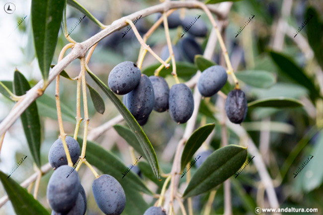 Acebuchinas - olivas silvestres - en el Rocío