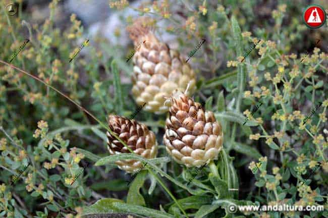 Alcachofilla - Leuzea conifera