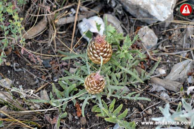 Leuzea conifera - Alcachofilla - Cuchara de Pastor, Piña de San Juan