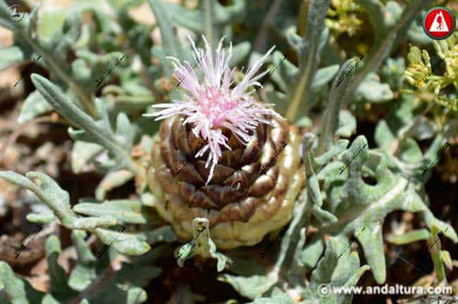 Cuchara de Pastor - Rhaponticum coniferum