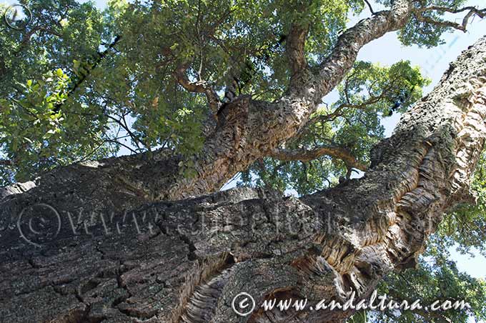 Detalle del tronco y de las ramas del alcornoque de la Dehesa de San Francisco