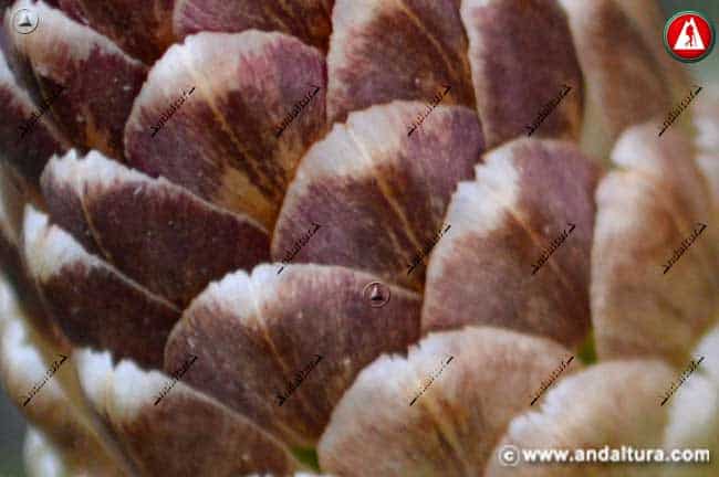 Detalle flor Cuchara de Pastor - Rhaponticum coniferum