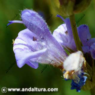 Detalle de la flor de la Salvia lavandulifolia