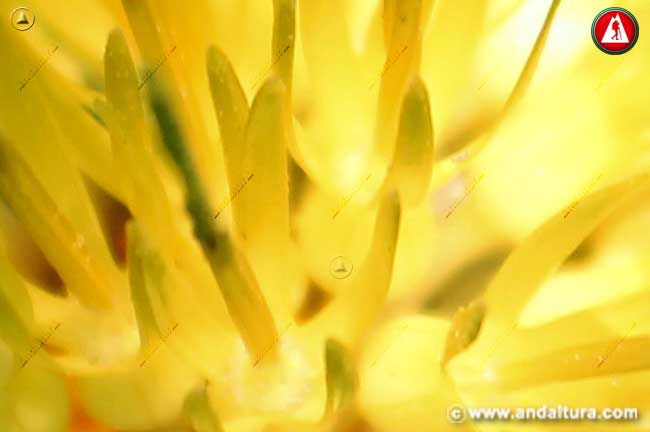 Detalle de flor de Centaurea ornata - Cabeza de Espinas - Encojaperros - Argolla - Cardo abrepuños