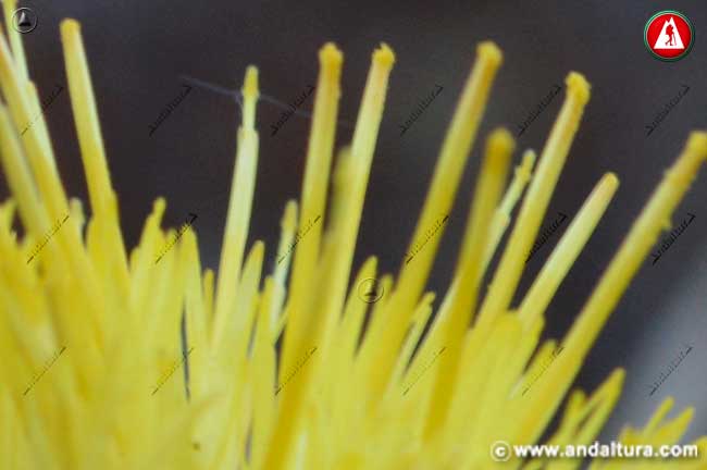 Detalle Flor de Centaurea melitensis - Abrepuños
