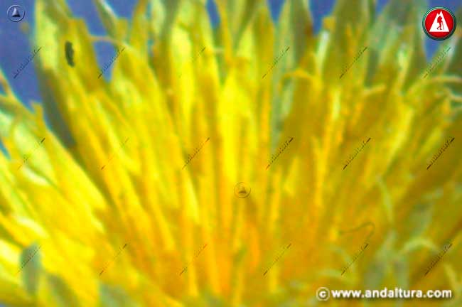 Detalle de cerca de la flor de Árnica - Centaurea granatensis