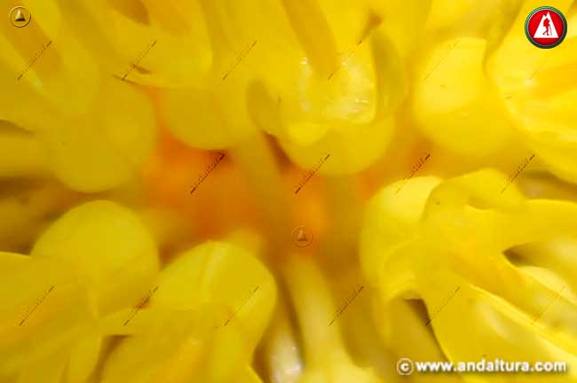 Detalle de flor de Centaurea ornata - Cabeza de Espinas
