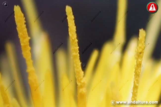 Detalle cercano de flor de Centaurea ornata - Cabeza de Espinas