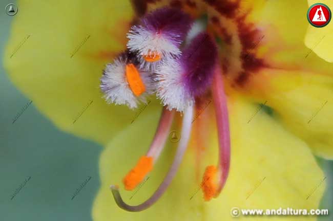 Detalle flor de Gordolobo - Verbascum nevadense