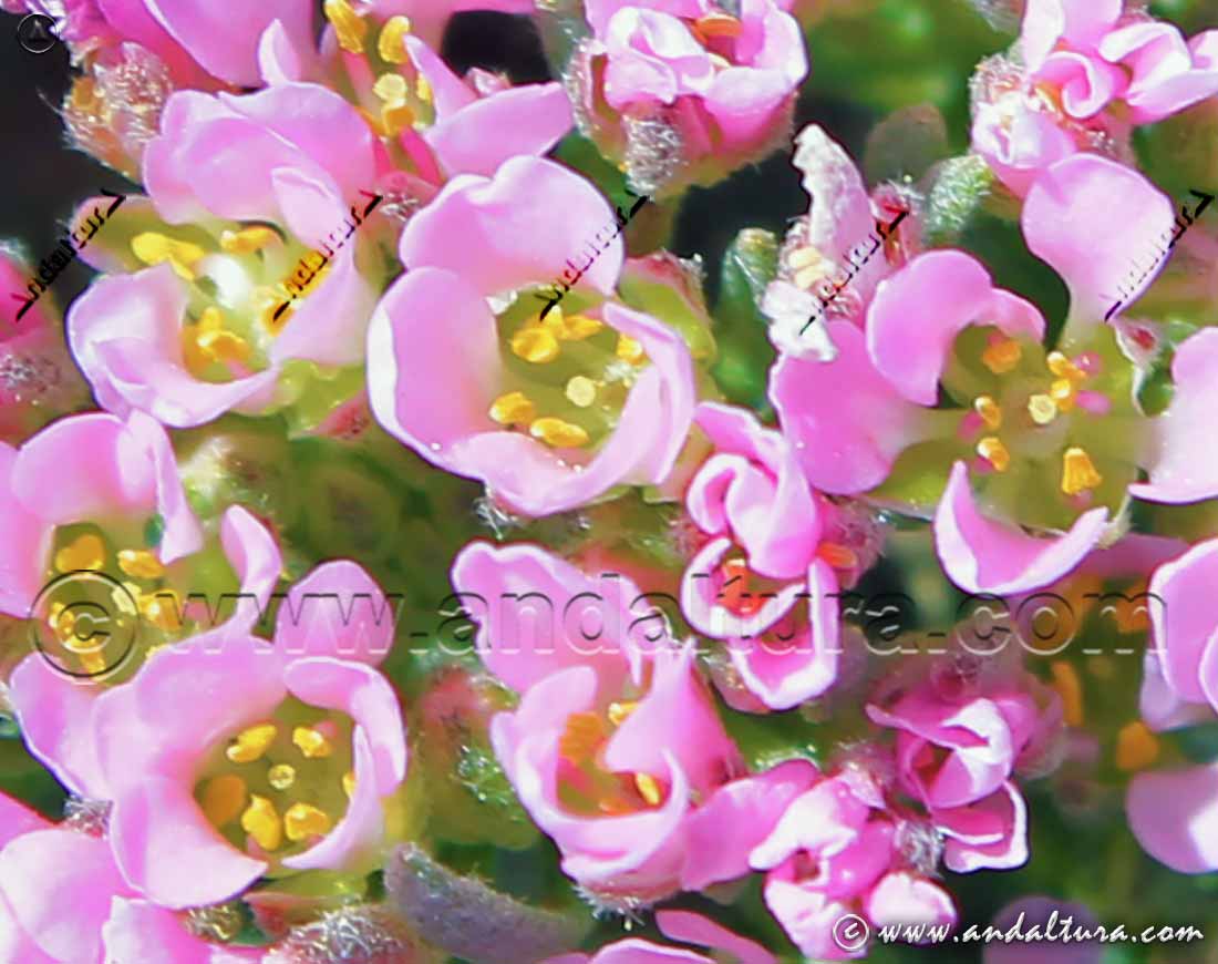 Detalle flores de Hormathophylla purpurea - Hierba Rosa