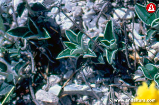 Hojas de Árnica - Centaurea granatensis