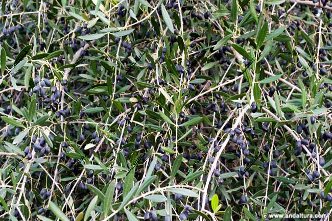 Hojas y olivas en un acebuche de la Aldea del Rocío