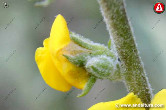 Detalle flor y tallo de Gordolobo - Verbascum nevadense