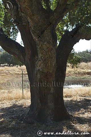 Tronco del Alcornoque. árbol singular de Huelva, en la Dehesa de San Francisco