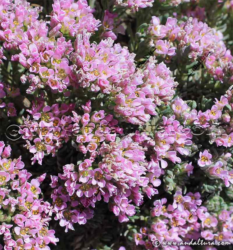 Endemismo de Sierra Nevada: Hormathophylla purpurea - Hierba Rosa