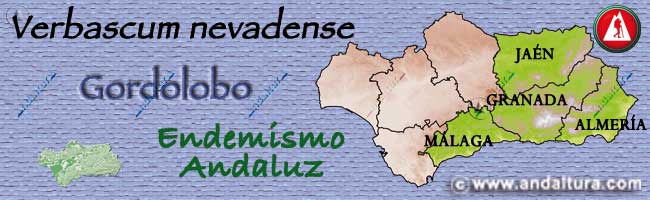 Mapa de Andalucía con la situación del endemismo andaluz de Gordolobo - Verbascum nevadense