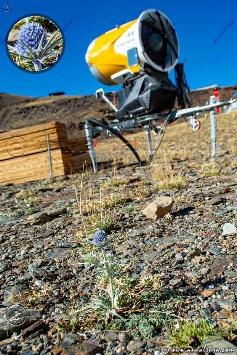 Eryngium placiale - Cardo cuco - en la Estación de Esquí Sierra Nevada