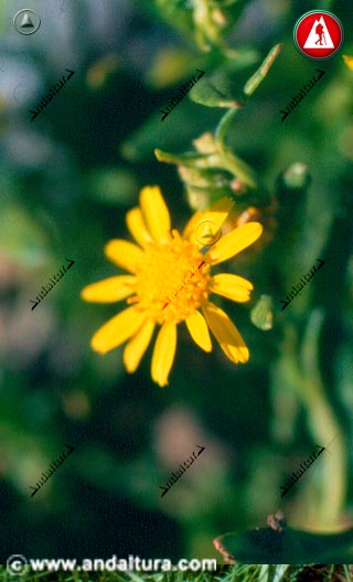 Flor de Azuzón - Senecio pyrenaicus