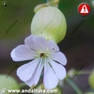 Flor Colleja - Silene vulgaris - blanco rosado
