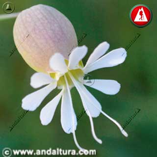 Flor Colleja - Silene vulgaris - blanca