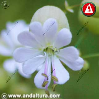 Flor Silene vulgaris - Colleja - blanco