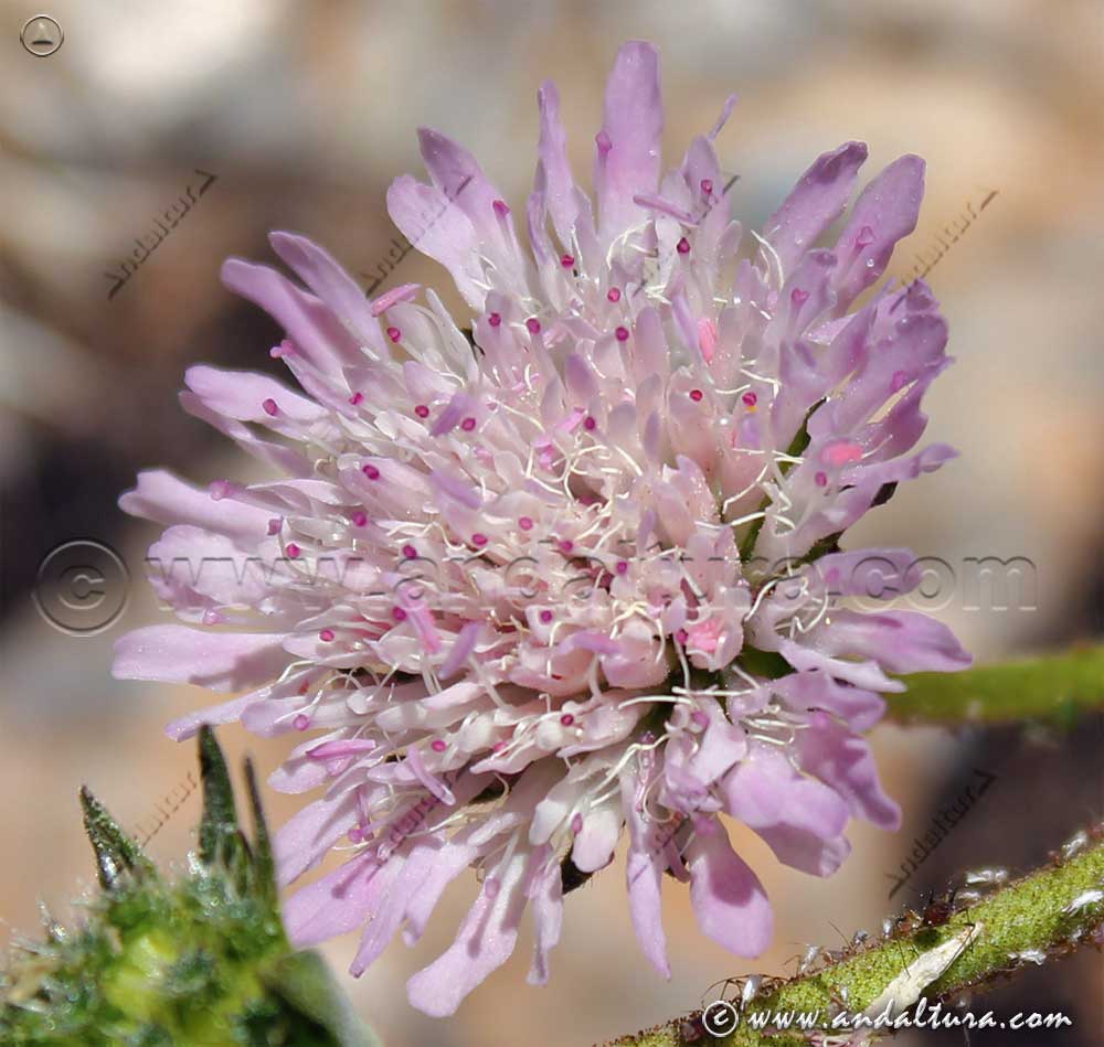 Llamativa flor de Scabiosa atropurpurea- Escobilla morisca