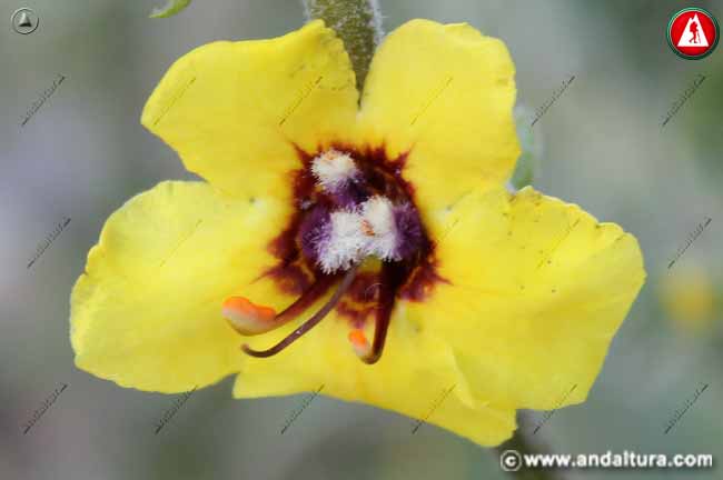 Flor de Gordolobo - Verbascum nevadense