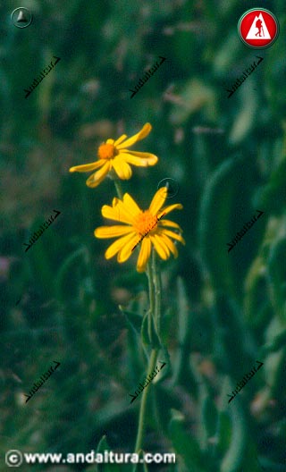 Flores de Senecio pyrenaicus - Azuzon