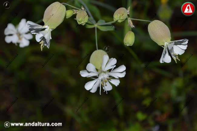 Flores Silene vulgaris - Colleja