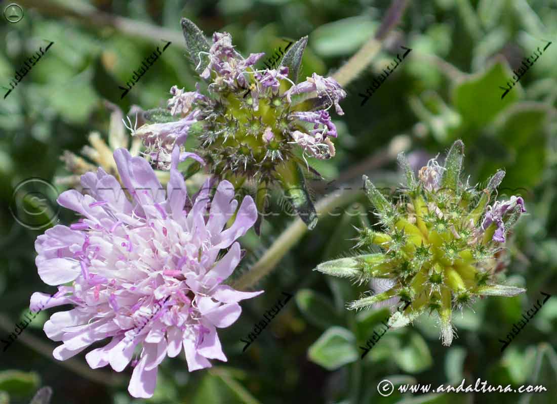 Flores de Scabiosa atropurpurea- Escobilla morisca