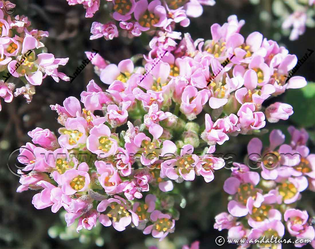Flores de Hormathophylla purpurea - Hierba Rosa