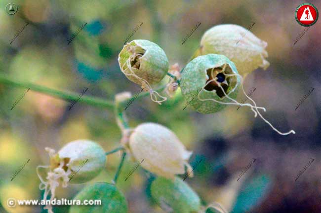 Flores secas Silene vulgaris - Colleja
