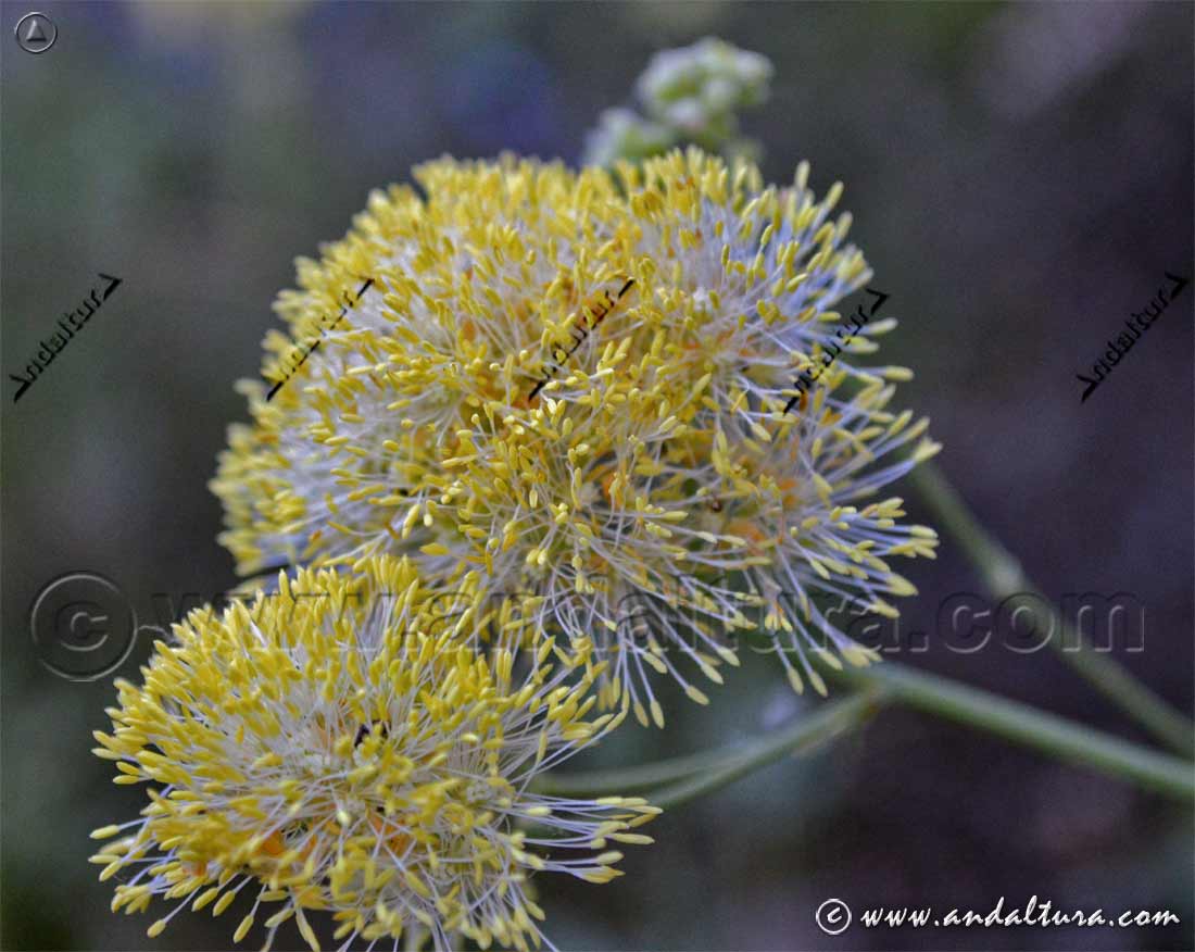 Llamativas flores de Ruibardo de los Pobres - Thalictrum speciosissimum