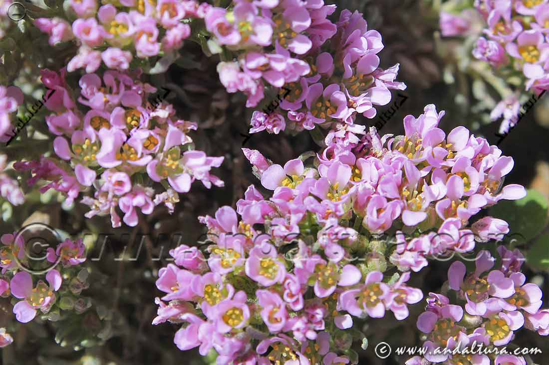 Hormathophylla purpurea - Hierba Rosa