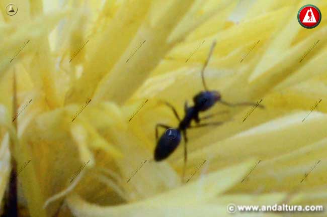 Hormiga en flor Centaurea melitensis - Abrepuños