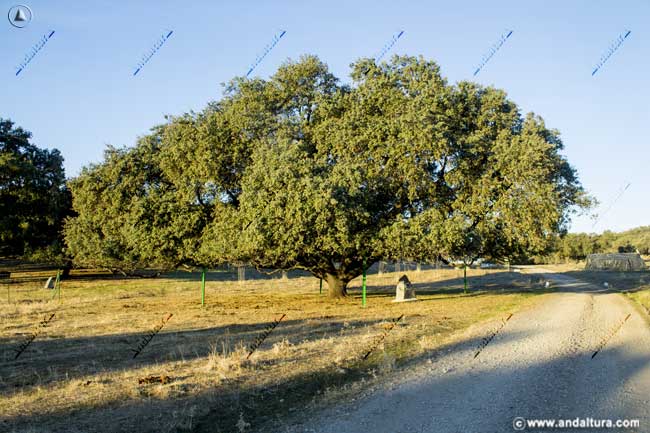 Encina de la Dehesa de San Francisco, árbol singular de Huelva