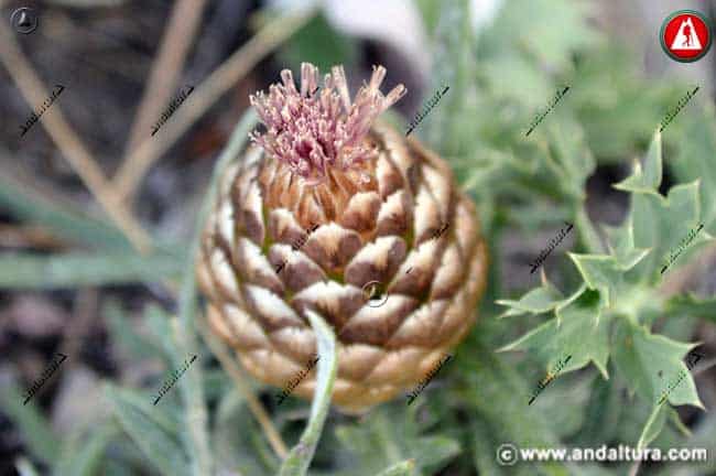 Piña de San Juan - Rhaponticum coniferum
