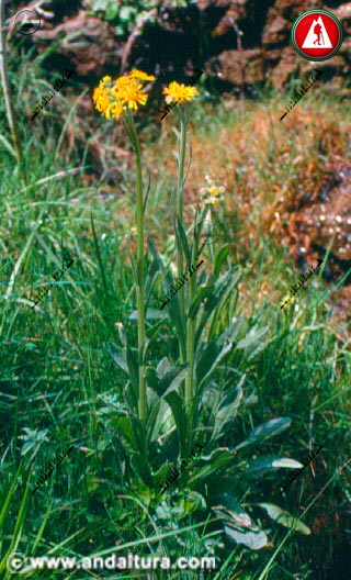 Planta de Senecio pyrenaicus - Azuzon