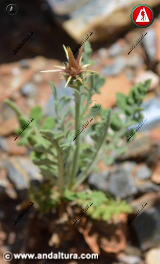 Planta de Centaurea kunkelii