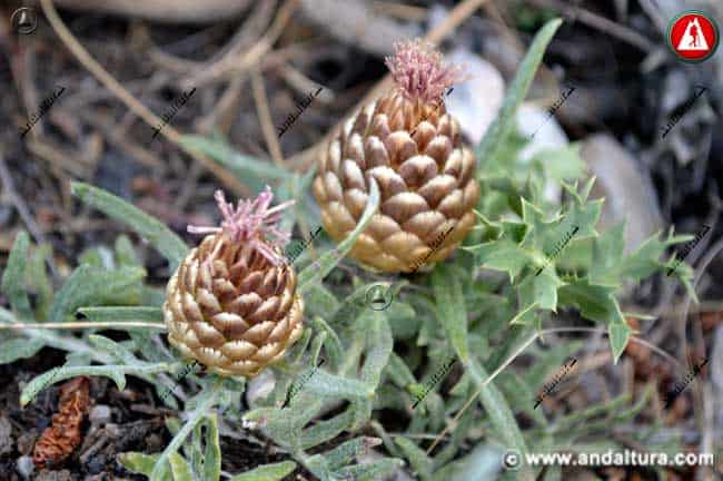 Plantas de Piña de San Juan - Rhaponticum coniferum