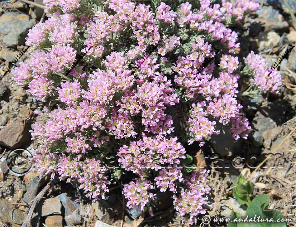 Planta de Hormathophylla purpurea - Hierba Rosa