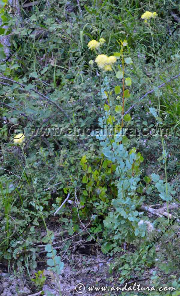 Planta de Ruibardo de los Pobres - Thalictrum speciosissimum