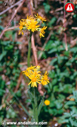 Planta y flores de Senecio pyrenaicus - Azuzon