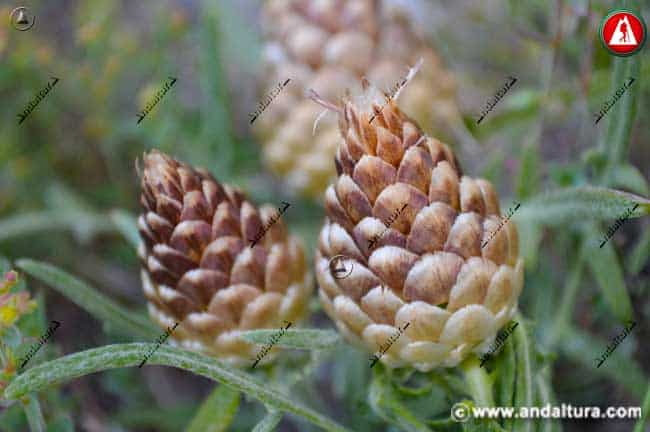 Plantas Rhaponticum coniferum - Cuchara de Pastor